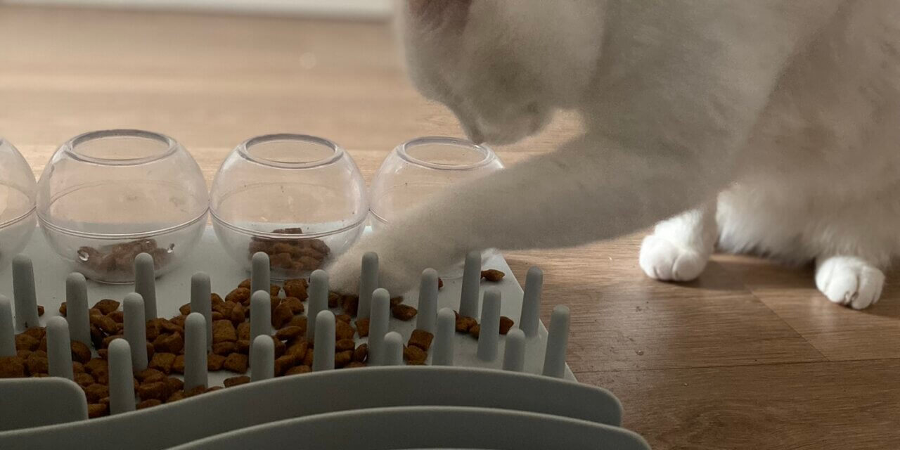 5 conseils pour introduire une gamelle ludique à un chat débutant