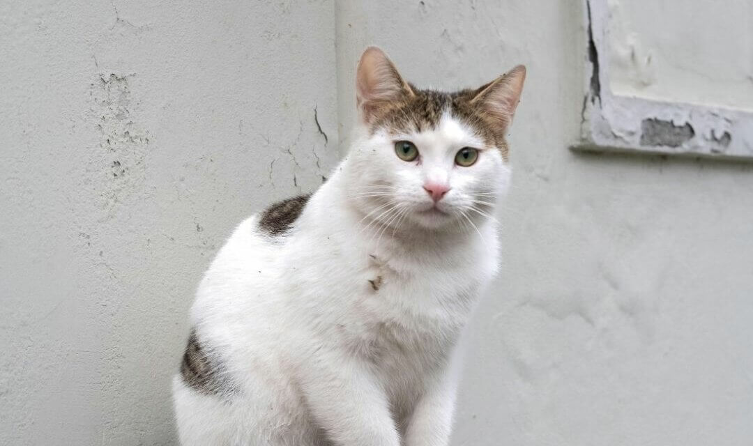 Associations locales (80)