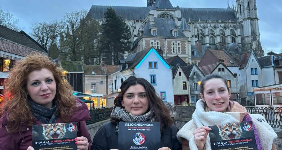 Mon engagement dans Gardiens des Félins